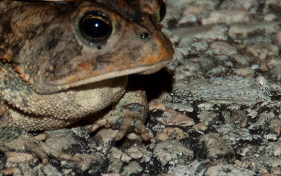 Toxic, dog-killing toads are invading Florida yards